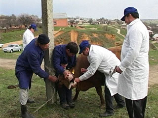 В Хакасии проходит вакцинация домашних животных и птиц